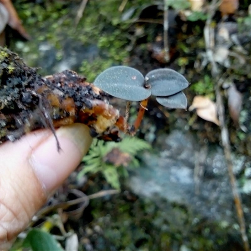拟线柱兰喜阴花卉植物盆栽稀有原生绿植水石水陆缸生态缸雨林造景