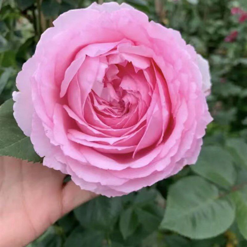 1.5米藤本月季大苗【多色多头原生母本嫁接蔷薇爬藤月季花苗