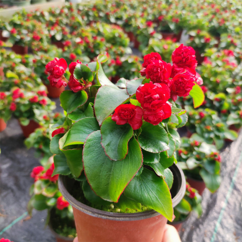 重瓣四季海棠花带花发货玻璃球球花四季开花不断观花植物阳台客厅