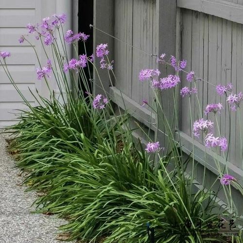 紫娇花盆栽花叶紫娇庭院多年生根球花卉花叶紫娇耐热耐寒花镜植物