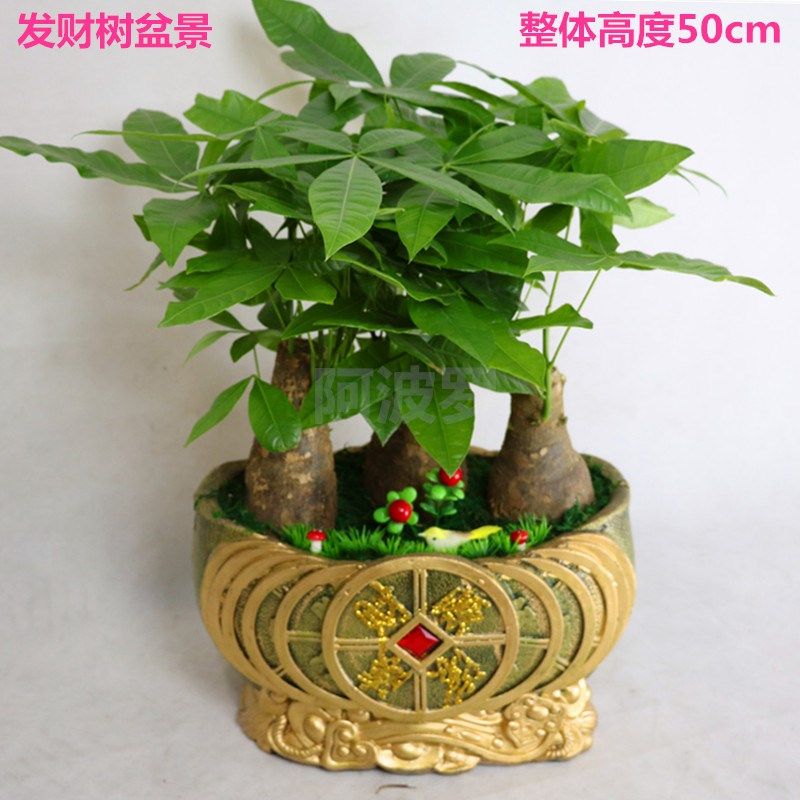高档盆栽桌面办公桌摆放 发财树盆景 开业乔迁花卉绿植苏州无锡送