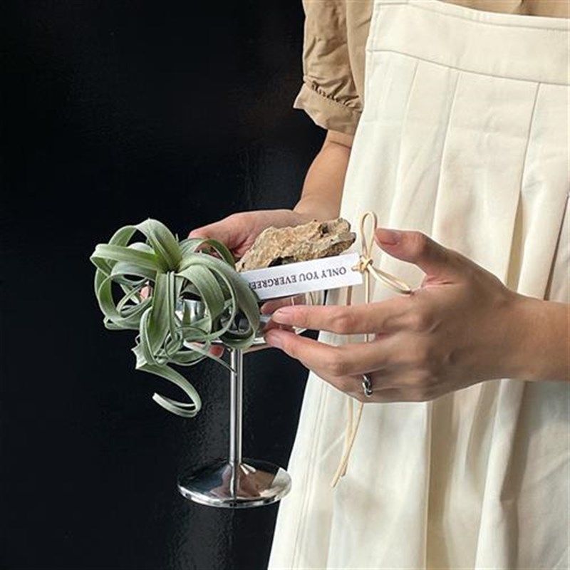 2024新款花卷空气凤梨小众高级感办公桌餐桌懒人送人礼物植物摆件