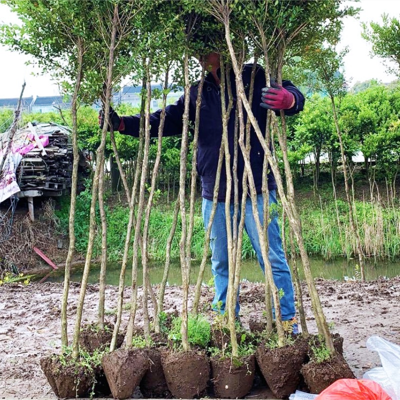 黄杨树苗独高杆棒棒糖小叶瓜子盆栽庭院地造型盆景树桩素材绿化苗