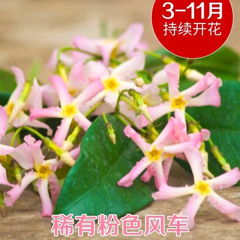 洗礼粉色风车银丝茉莉爬藤植物大苗香络石藤盆栽阳台浓香藤蔓植物