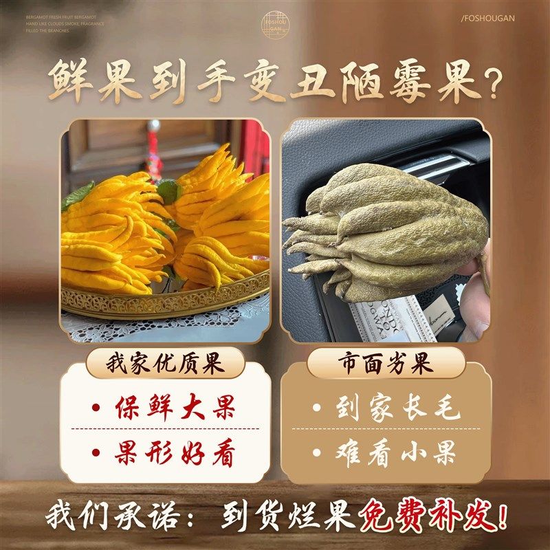 佛手柑水培植物带枝鲜果新鲜佛手瓜摆件室内水养绿植盆栽插花观赏