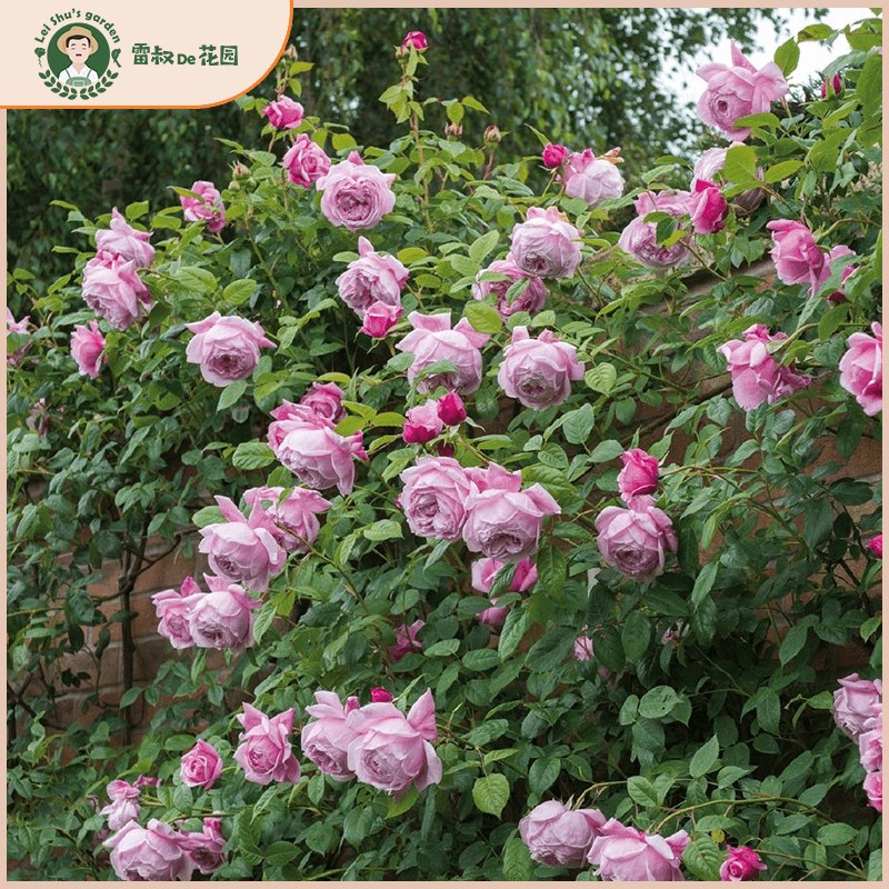 雷叔的花园自由精神月季花苗藤本月季庭院爬藤多头月季植物盆栽