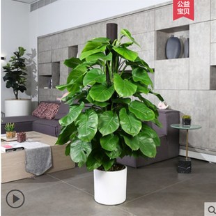 大叶绿萝柱盆栽室内大型植物绿箩长藤净化空气吸甲醛绿萝树大盆栽