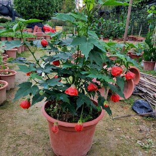 金铃花盆栽 纹瓣悬铃花苗  宫灯花 纹瓣扶桑灯笼花 风铃花 吊灯花