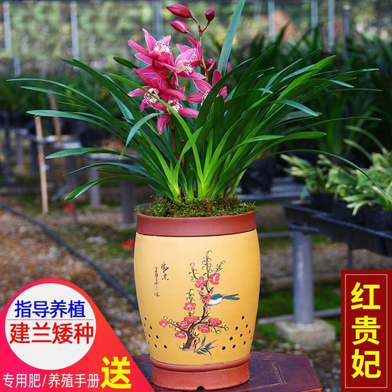 兰花建兰 兰花苗蕙兰红贵妃盆栽四季带花苞花卉绿植盆栽客厅阳台