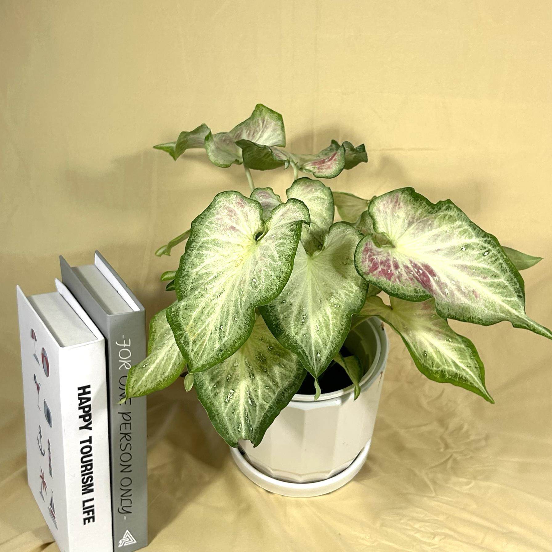 钟无艳彩叶芋热植绿植办公室阳台客厅盆栽,鲜花速递/花卉仿真/绿植园艺,造型盆景,淘宝优惠券,粉丝福利购,淘宝优惠卷