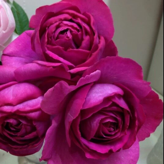 伊芙里奥月季 根接苗 伊芙系列浓香切包月季花苗盆栽四季花卉