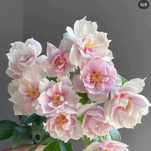 一见钟情 月季 田园憧憬 浮月等盆栽多季 花苗 杰奎琳 精选合集3