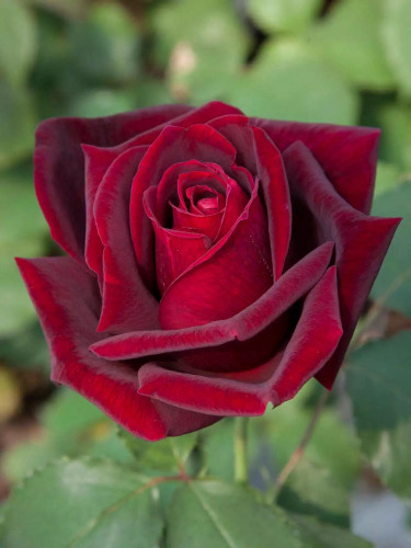 精选合集2 兰花韵事 黄和平 橙心橙意等优质花苗多季开花花卉绿植