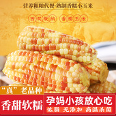 云南西双版 纳香糯小玉米小花糯玉米傣糯甜糯玉米棒真空包装 即食