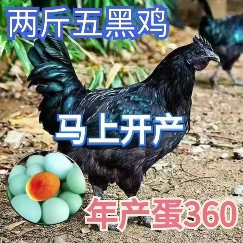 精选2斤五黑鸡绿壳蛋鸡【生态散养】现货农家成年散养乌鸡乌骨鸡