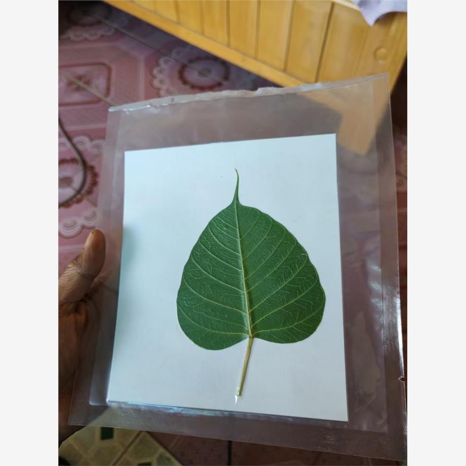 叶雕专用树叶干燥处理真空包装菩提树叶干燥处理叶雕树叶效果好
