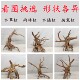 杜鹃根沉木按斤微观造景小缸草缸骨架栖根水陆缸木头莫斯树爬宠蟹
