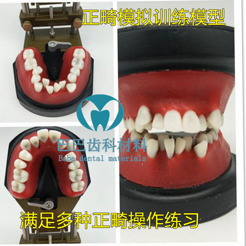 牙科正畸训练模型齿矫习