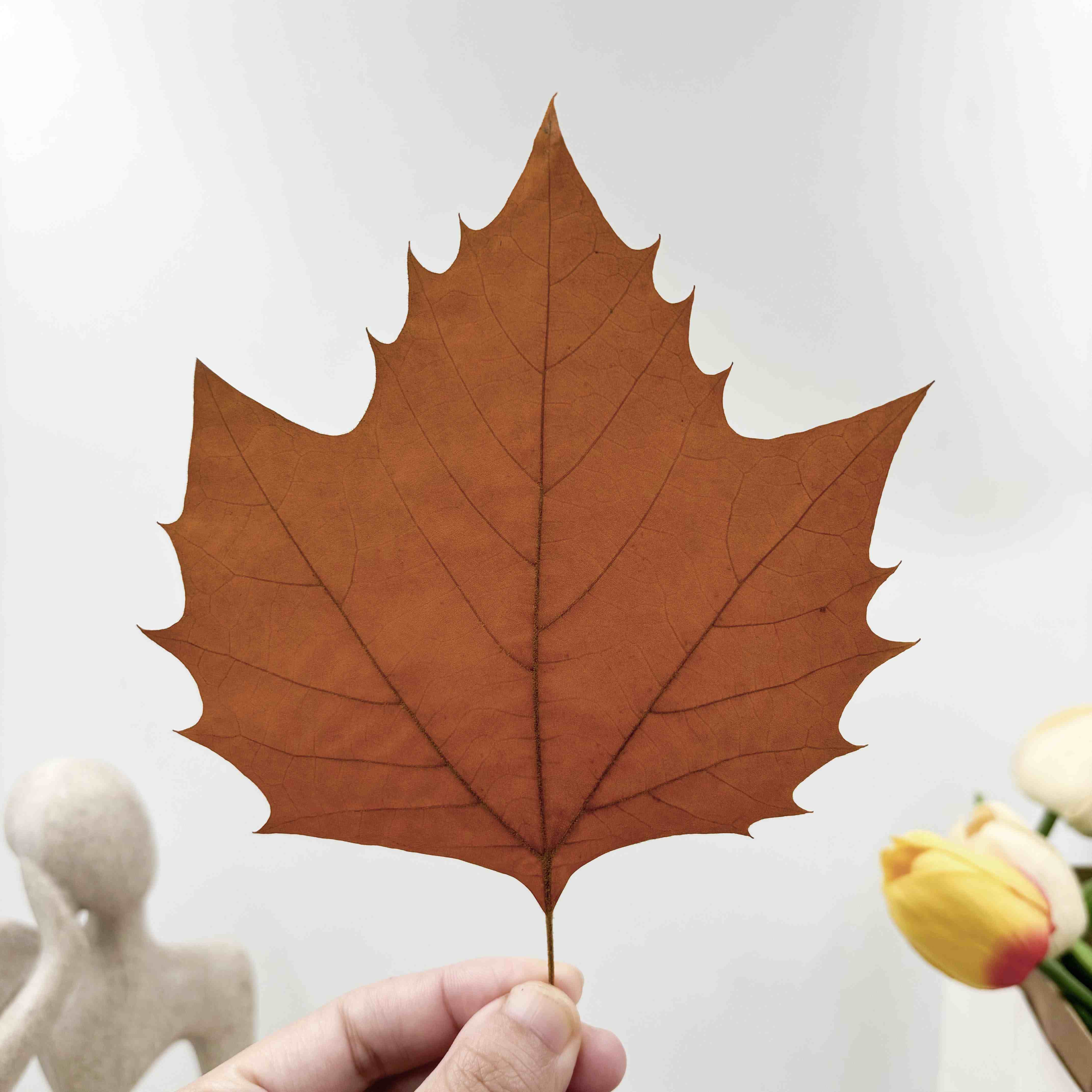 黄色梧桐叶树叶雕刻激光