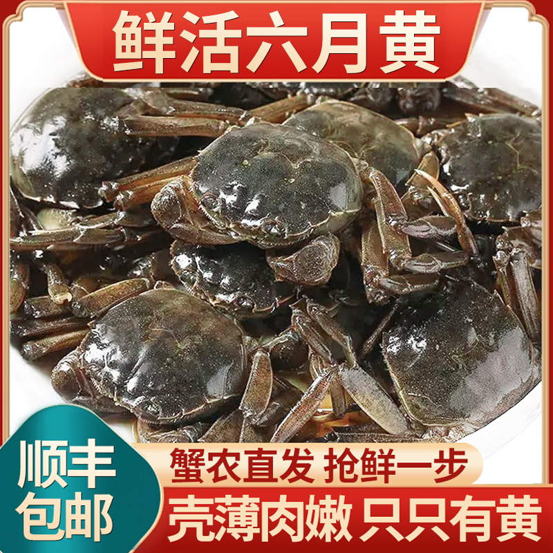 【2026新蟹上市】壳薄肉嫩只有黄