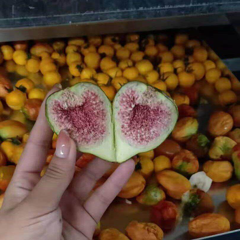 果蔬脆食品果蔬宠物零食真空冻干机全自动FD榴莲草莓真空冻干机