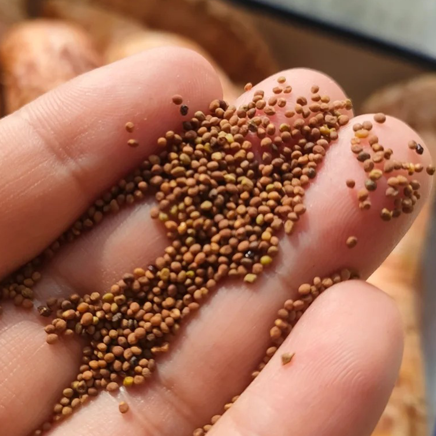 野生盐制菟丝子干货中药材500g颗粒泡酒泡水