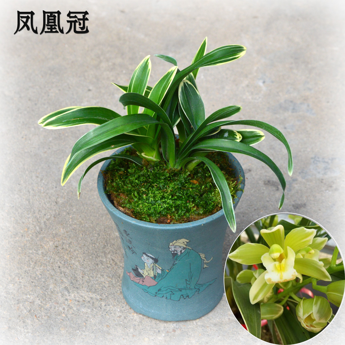 矮种金边叶艺兰花苗凤凰冠不带花苞出售迷你花卉室内绿植盆栽花卉