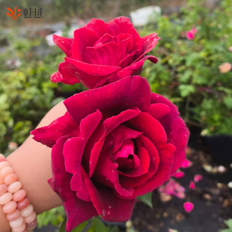 虹越可食用玫瑰花盆栽苗云南滇红墨红法国千叶紫枝玫瑰大朵可泡茶