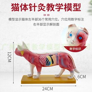猫体针灸模型兽医学习动物解剖模型宠物模型动物针灸模型