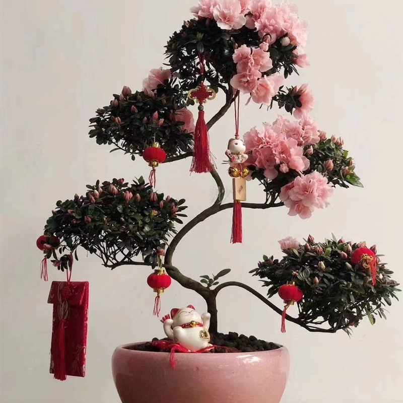 四季开花杨梅红杜鹃花游龙造型盆景绿植室内外好养易活耐寒耐热