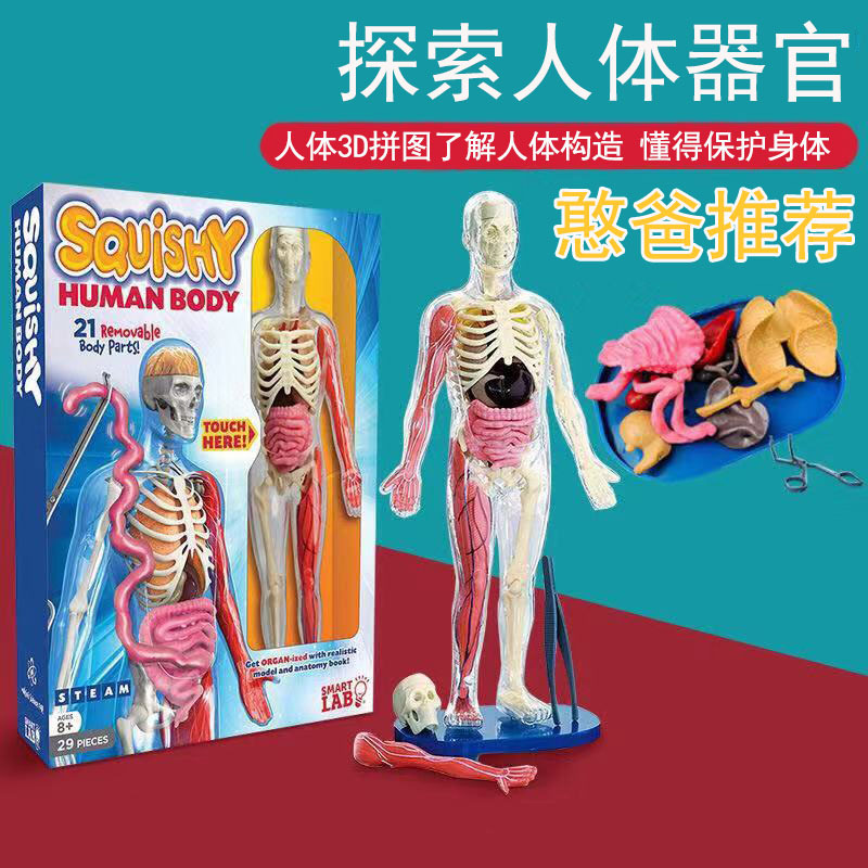 探索人体器官smartlab美国squishy human body教学模型骨骼内脏具