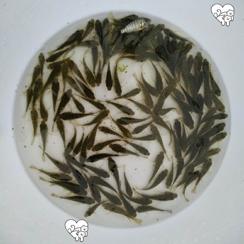 养迷你观赏鱼福寿鱼活菲小鱼苗A易水活罗鱼鱼罗飞鱼 罗非鱼鱼苗