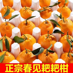现摘春见耙耙柑粑粑柑橘桔子丑柑蜜橘丑八怪新鲜当季时令水果整箱
