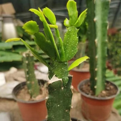 嫁接好的蟹爪兰蟹爪莲白檀令箭荷花小苗花卉绿植叶片爆芽室内阳台