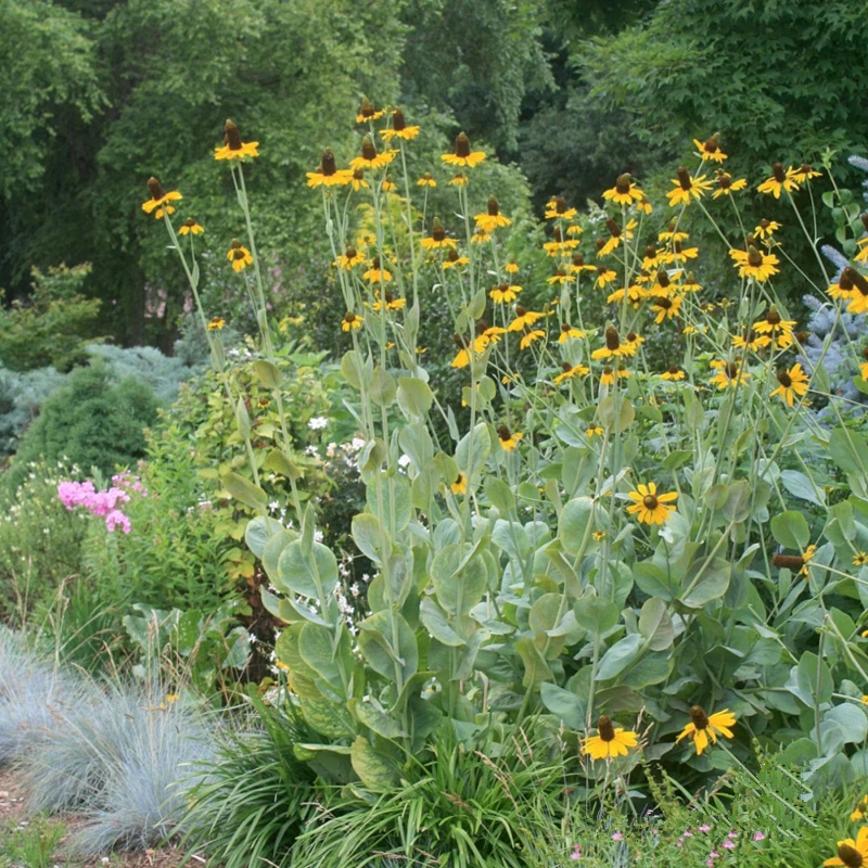 蒲棒菊树苗盆栽观花宿根耐寒背景大花金光菊苗花镜植物搭配地栽花