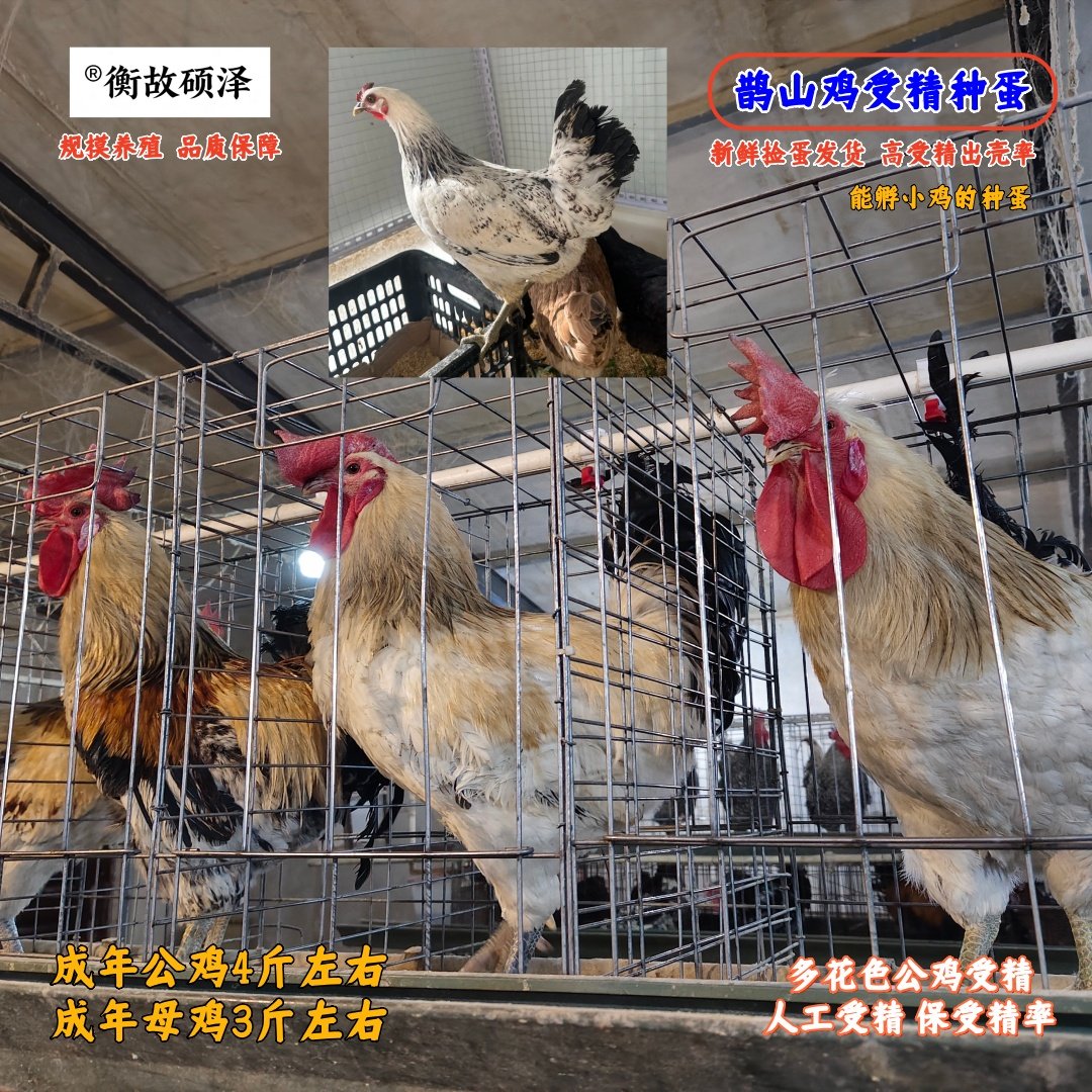 衡故硕泽受精种蛋多花色鹊山鸡蛋
