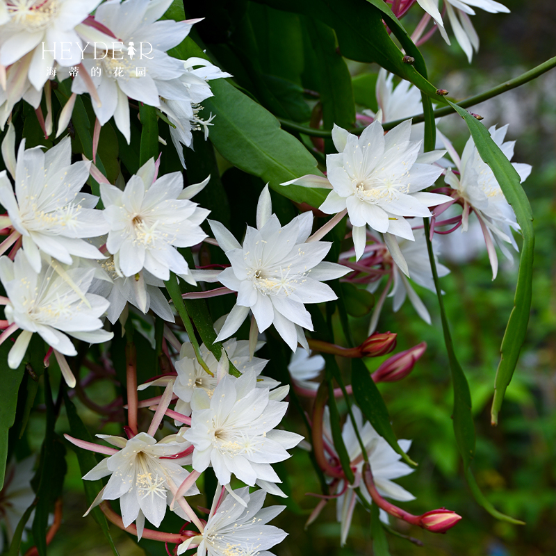 海蒂的花园昙花小叶卷叶趣味阳台庭院可垂吊植物耐阴花苗花卉盆栽