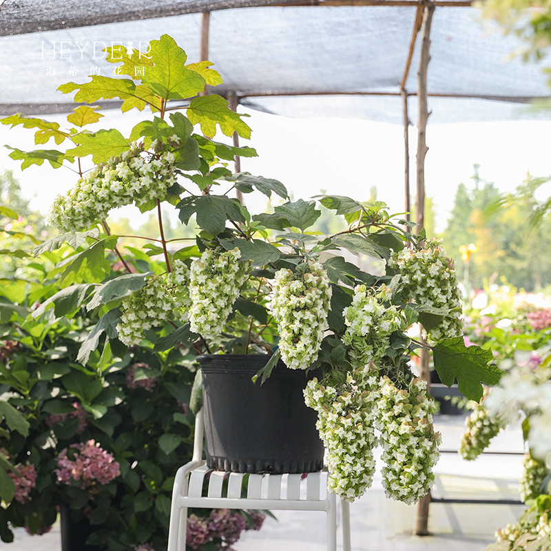 海蒂的花园绣球花苗和声雪花栎叶绣球花庭院露台耐寒植物花卉盆栽
