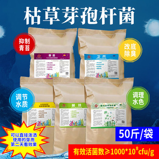 枯草芽孢杆菌1000n亿厂家直销抑制青苔蓝藻水产养殖菌种粉净水调