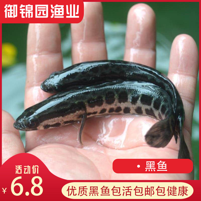 淡水乌鱼图片,乌鱼的图片,活乌鱼图片_大山谷图库
