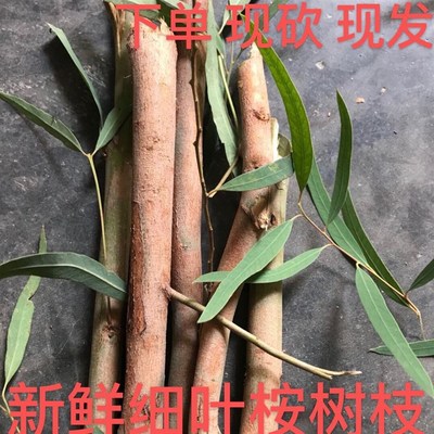 新鲜现摘桉树叶蜜袋鼯 蜜袋鼬除臭垫材用品 桉树枝小蜜的玩具