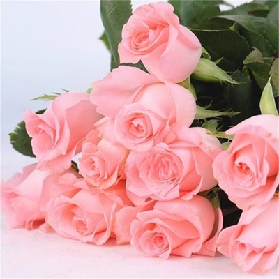 戴安娜月季花苗开花玫瑰小苗四季盆栽花卉爬藤植物藤本蔷薇树绿植