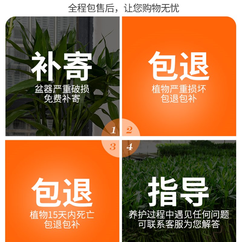带根龙竹观音竹转运竹发财竹富贵竹植物水养客厅室内盆栽水培绿植