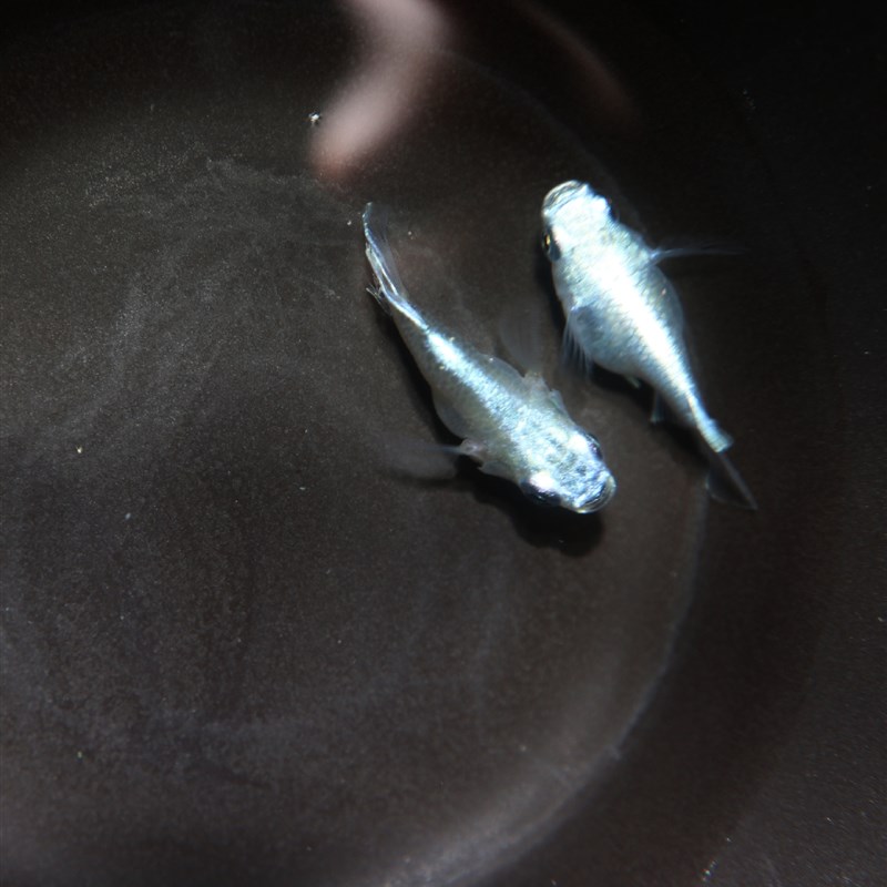 观背青鳉  匠鱼 稻田鱼  球体干支