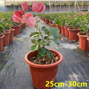 开花爬藤阳台庭院植物新品 不甜西瓜三角梅卡亚塔三角梅四季