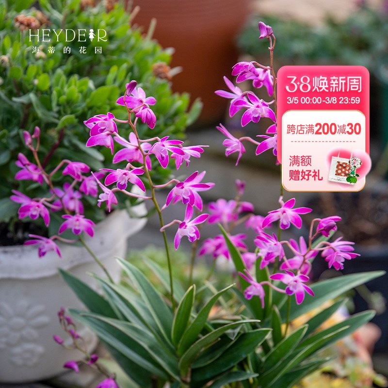 海蒂的花园 兰花国兰杂交兰y卡特兰草本阳台室内花卉植物盆栽苗