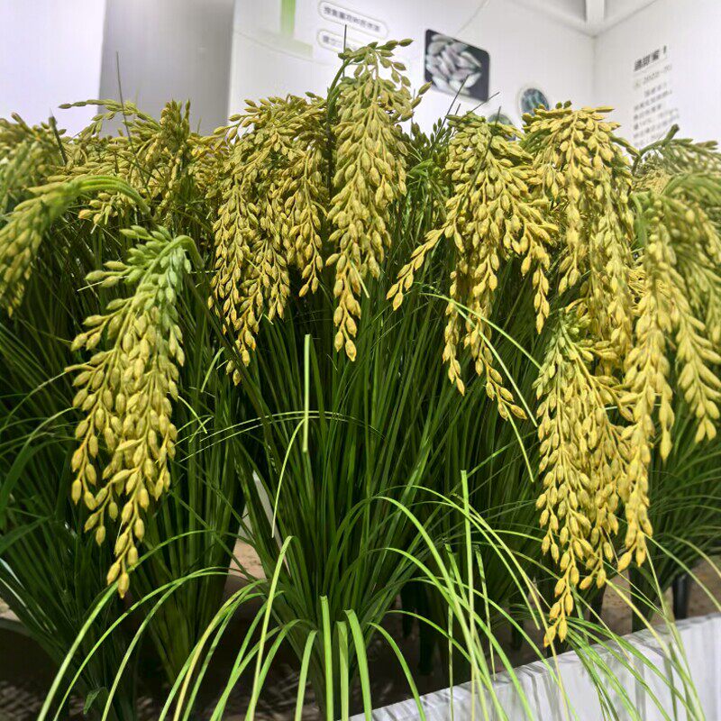 新款稻草仿真绿色假稻谷 道具教具示范田假水稻稻田模型稻穗假花