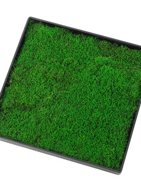 鲜活苔藓微景观盆景铺面青苔装饰假山水陆缸雨林造景材料植物