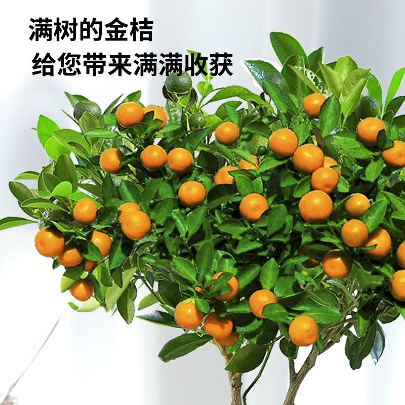四季金桔树苗盆栽客厅招财植物小橘子绿植盆景带果室内花卉年宵花
