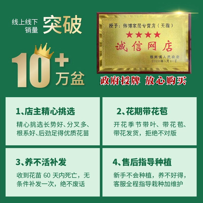 凌霄花苗粉色爬藤植物四季花卉绿植盆栽庭院阳台炮仗花大苗耐寒热